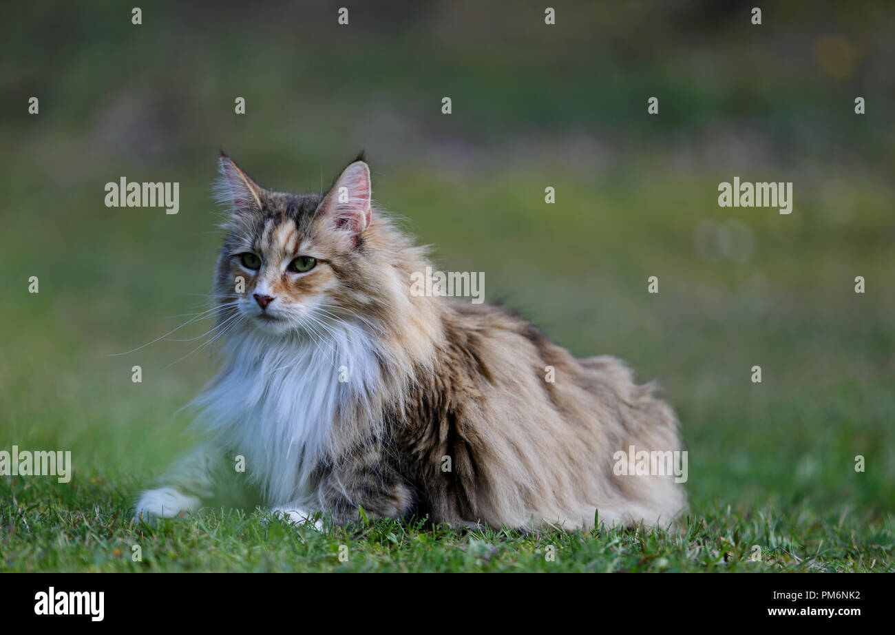 Norwegian forest cat female lurking outdoors Stock Photo Alamy