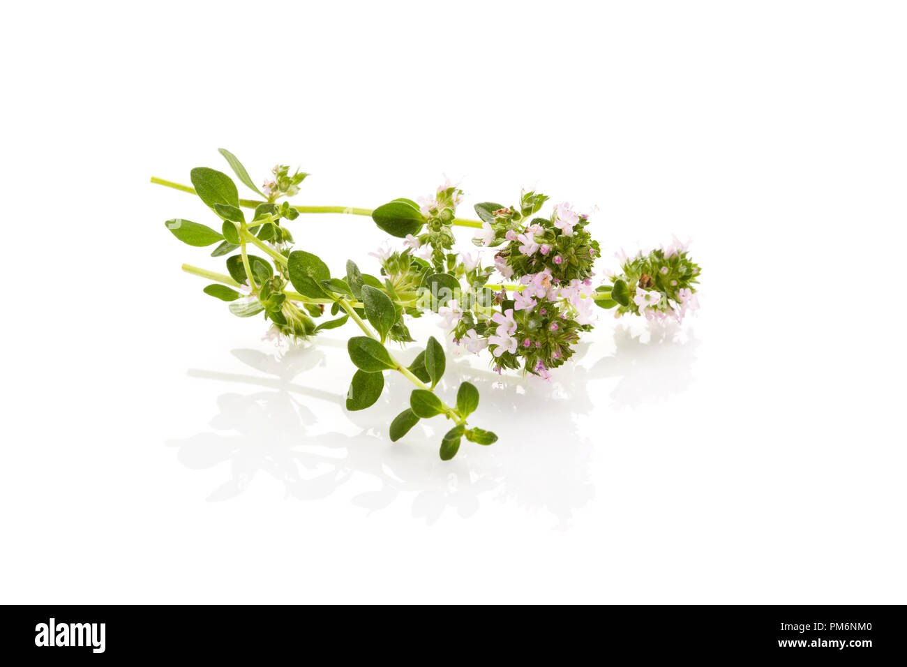 Wild thyme flowers and leaves closeup on a white background. Breckland