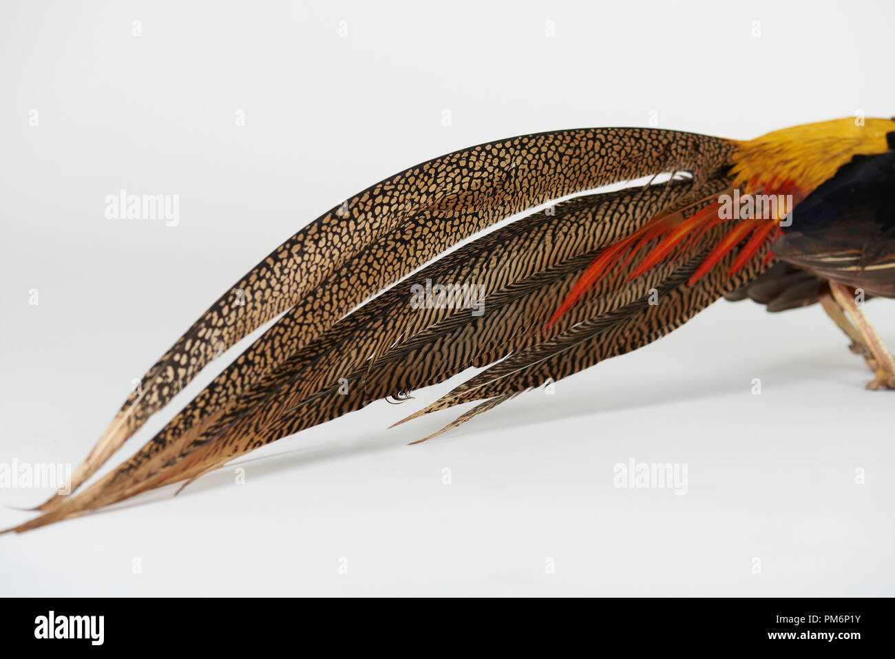 Close-up of phasianidae tale isolated on white studio background Stock Photo