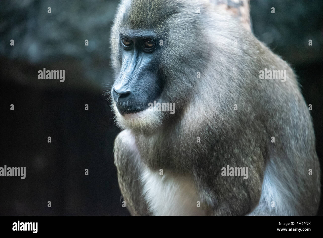 Drill monkey (Mandrillus leucophaeus) at Zoo Atlanta in Atlanta, Georgia. (USA) Stock Photo