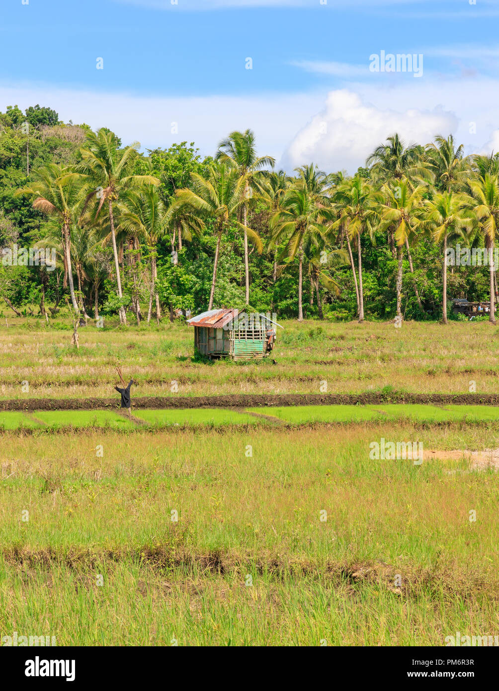 Farm In Bohol, Philippines Stock Photo Alamy