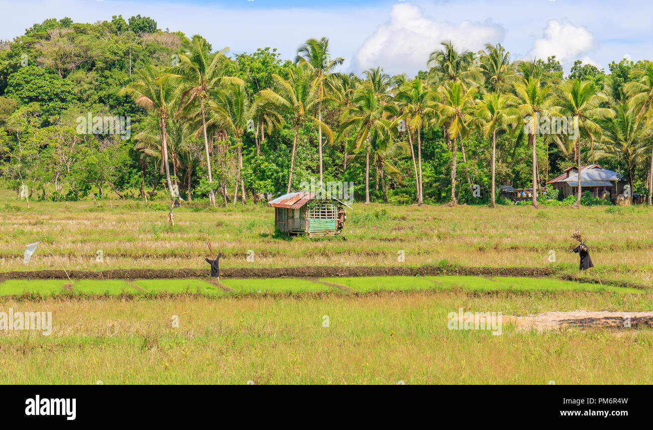 Farm In Bohol, Philippines Stock Photo Alamy