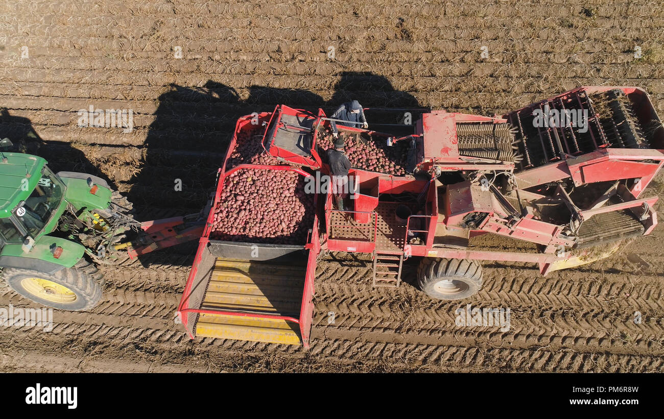 potatoes harvesting machine with tractor in farm land for harvesting