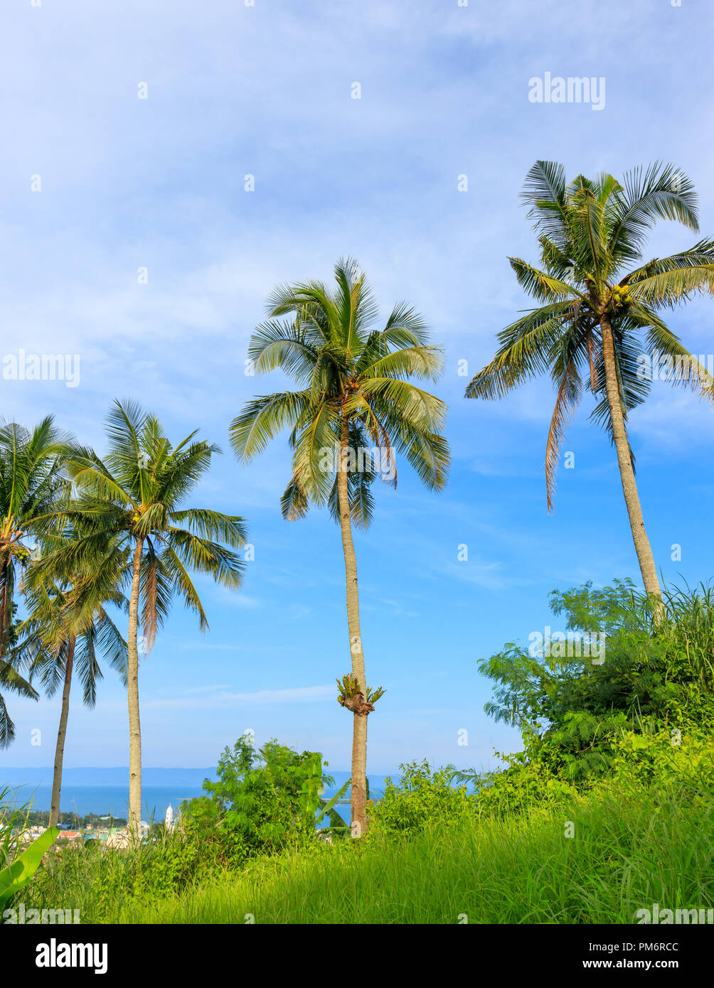 Coconut Trees In Leyte, Philippines Stock Photo Alamy