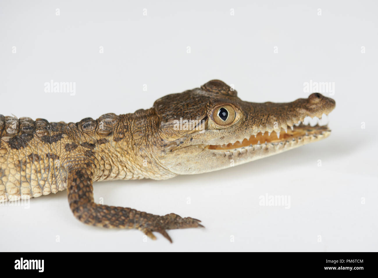 Close up of alligator head isolated on white studio background Stock Photo