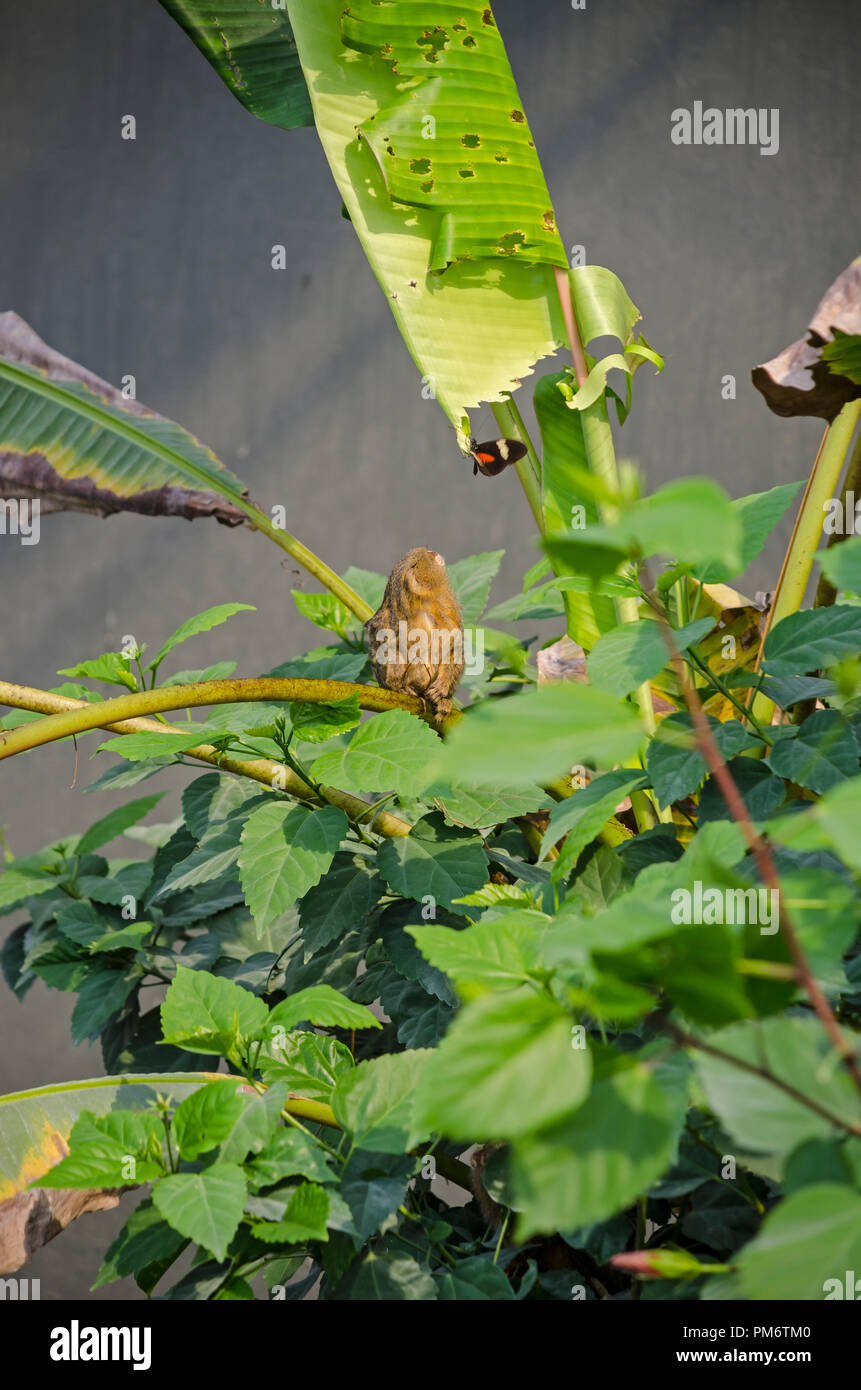 marwell zoo tropical house pygmy marmoset looking at a butterfly Stock Photo