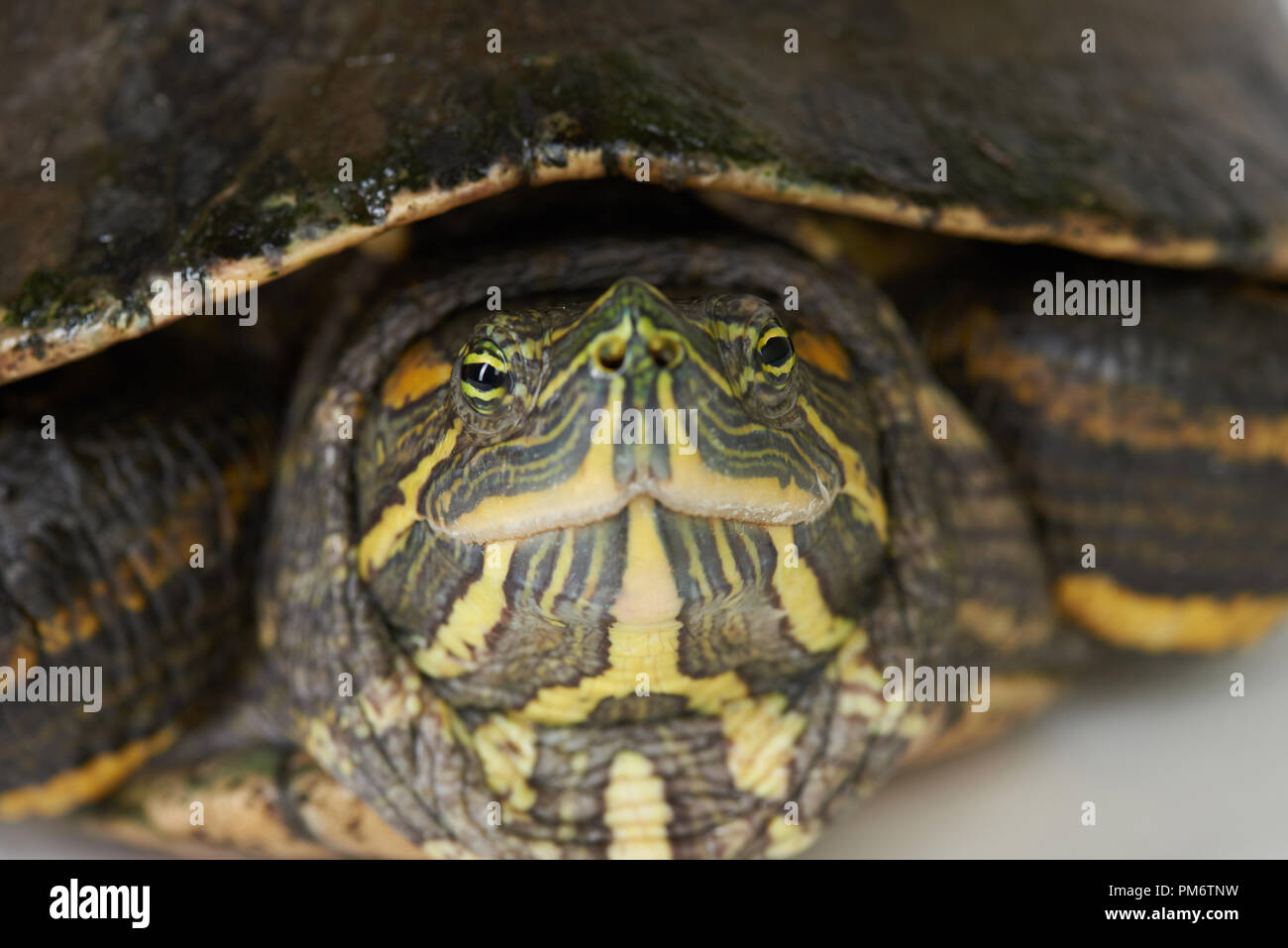 Macro porytrait of young turtle isolated on white studio background ...