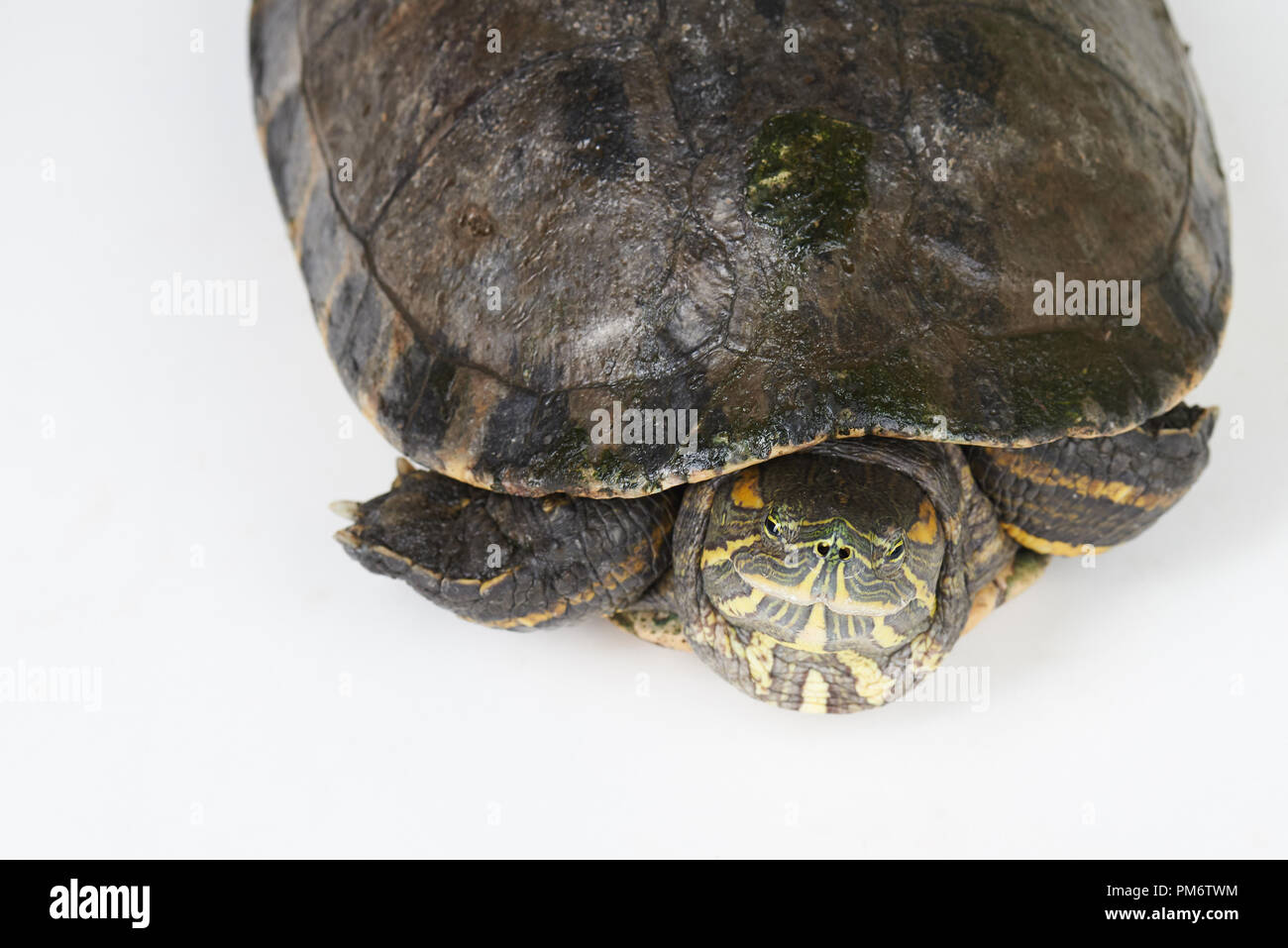 Shell Less Turtle Top View Turtle in shell isolated on white studio background above top view ...