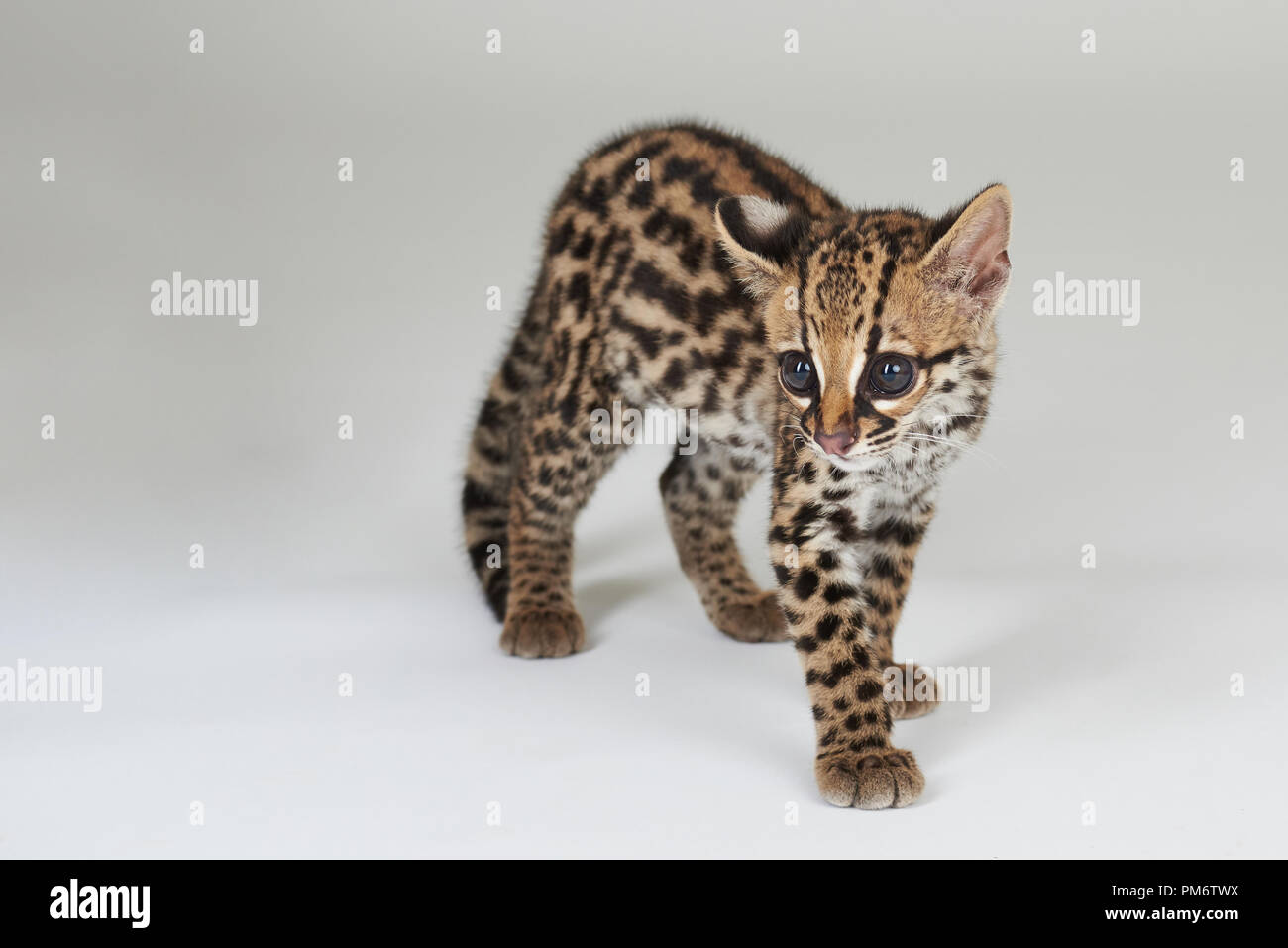 Small baby of wild cat isolated on white studio background Stock Photo