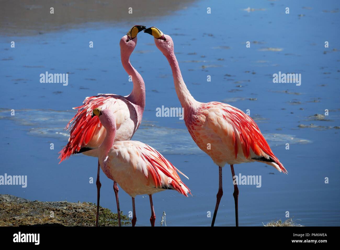 Flamingos kissing hi-res stock photography and images - Alamy