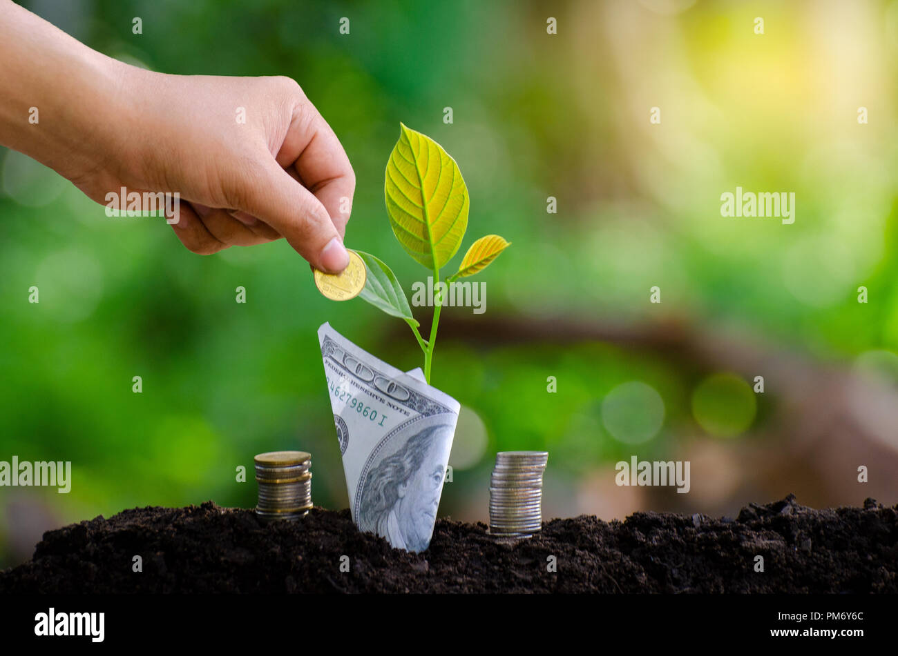 hand Put money Bottle Banknotes tree Image of bank note with plant growing on top for business green natural background money saving and investment fi Stock Photo
