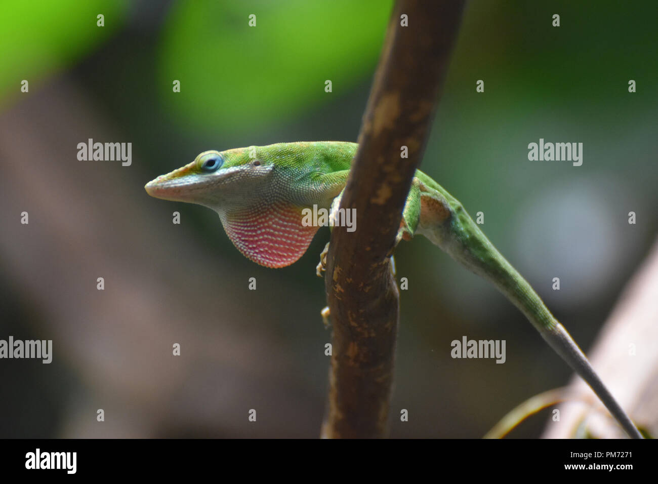 Red throated lizard hires stock photography and images Alamy