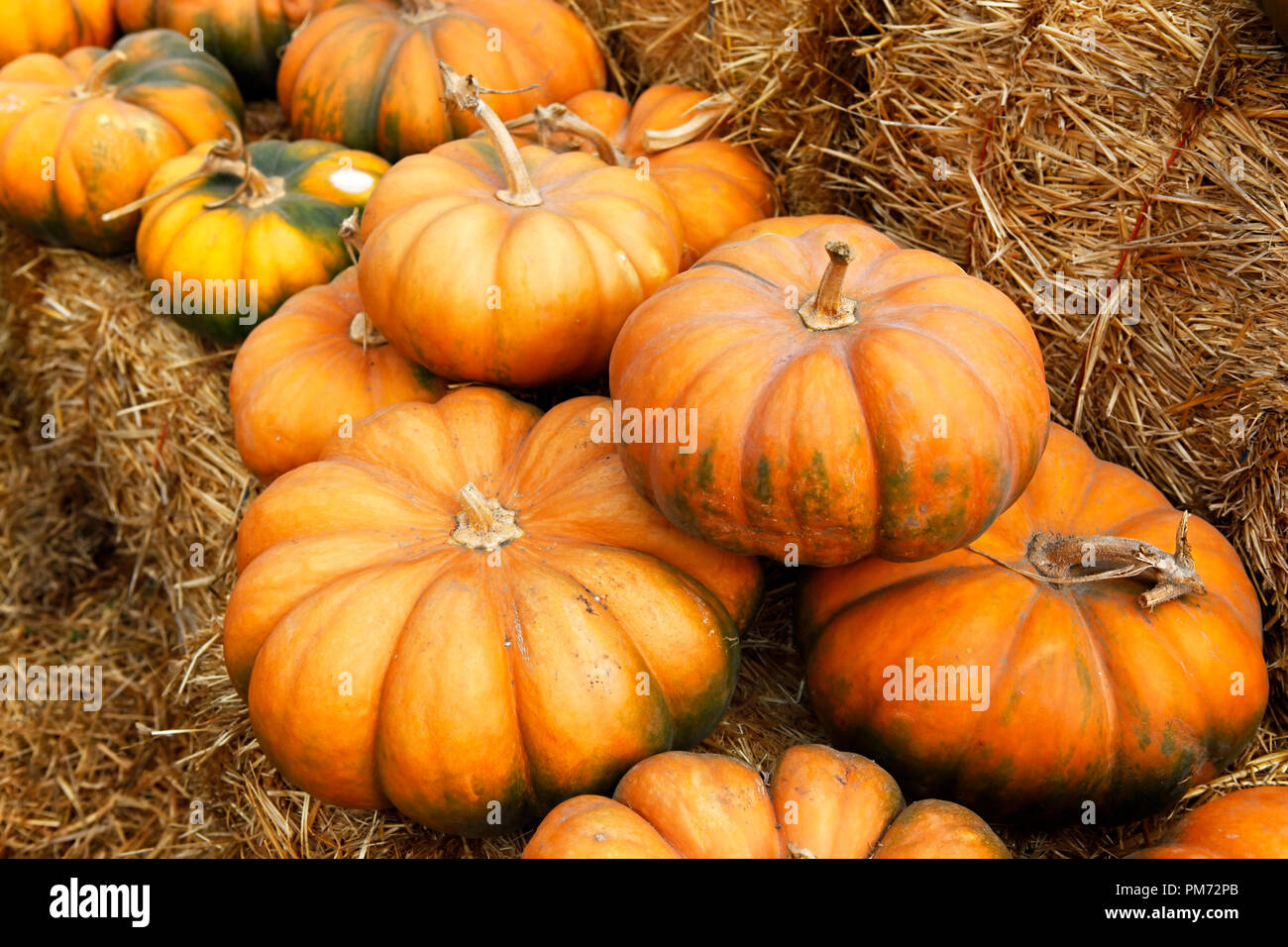 Fair of a pumpkins in California Stock Photo Alamy