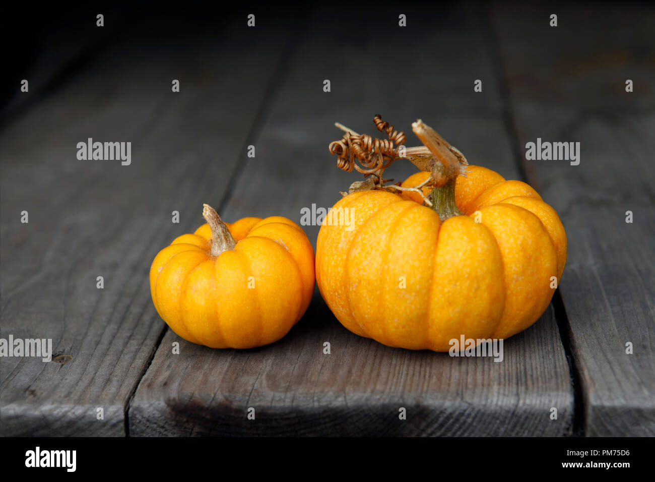 Two pumpkins on a dense background Stock Photo