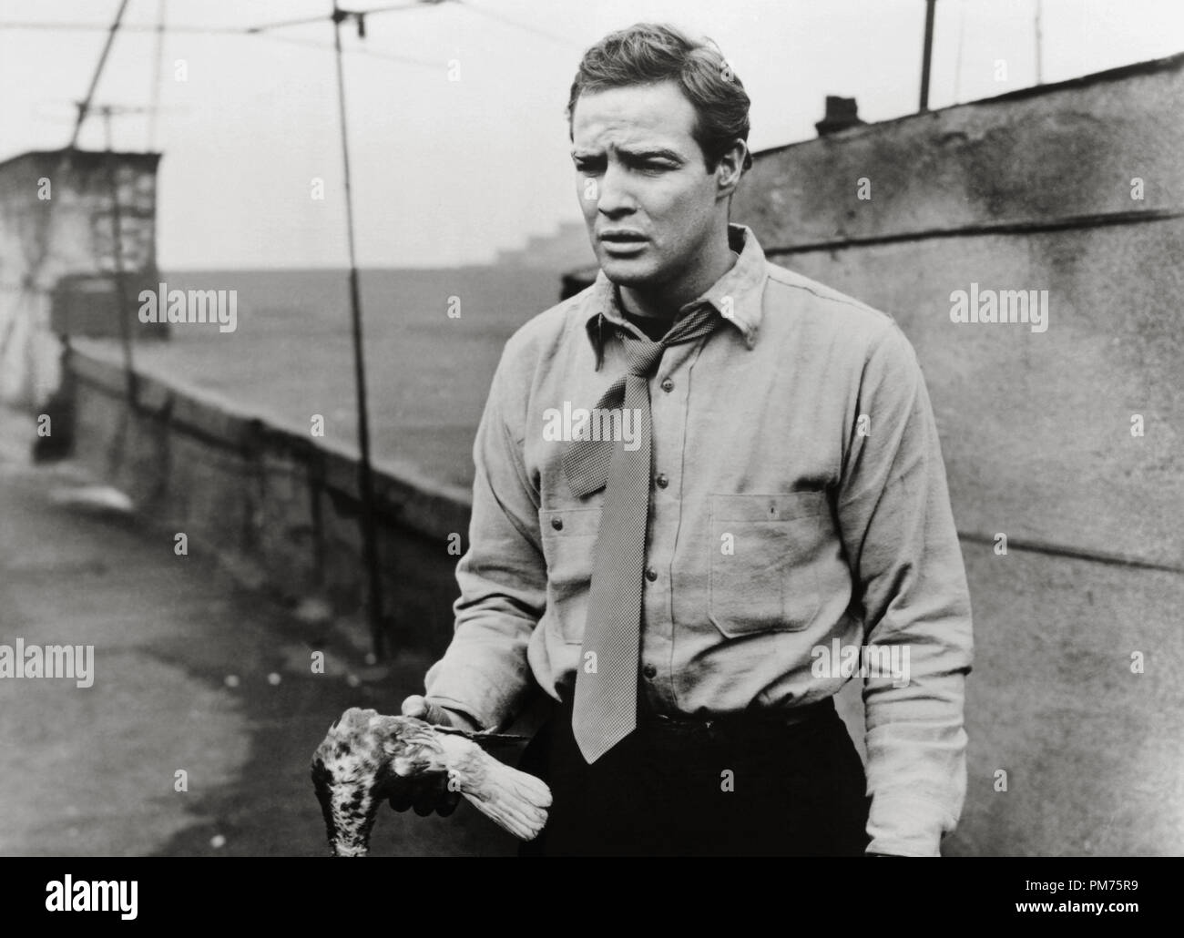 Marlon Brando, 'On the Waterfront', 1954 Columbia File Reference # 30928 713THA Stock Photo