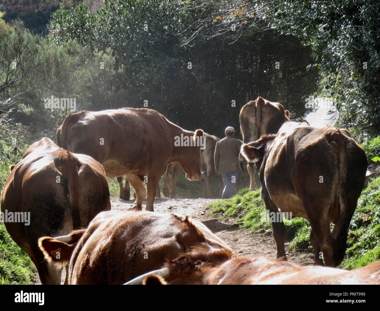 Cowherd, farmer, with brown cows on a small path after the rain, Spain, Galicia; Bauer mit Kuhherde in Spanien Stock Photo