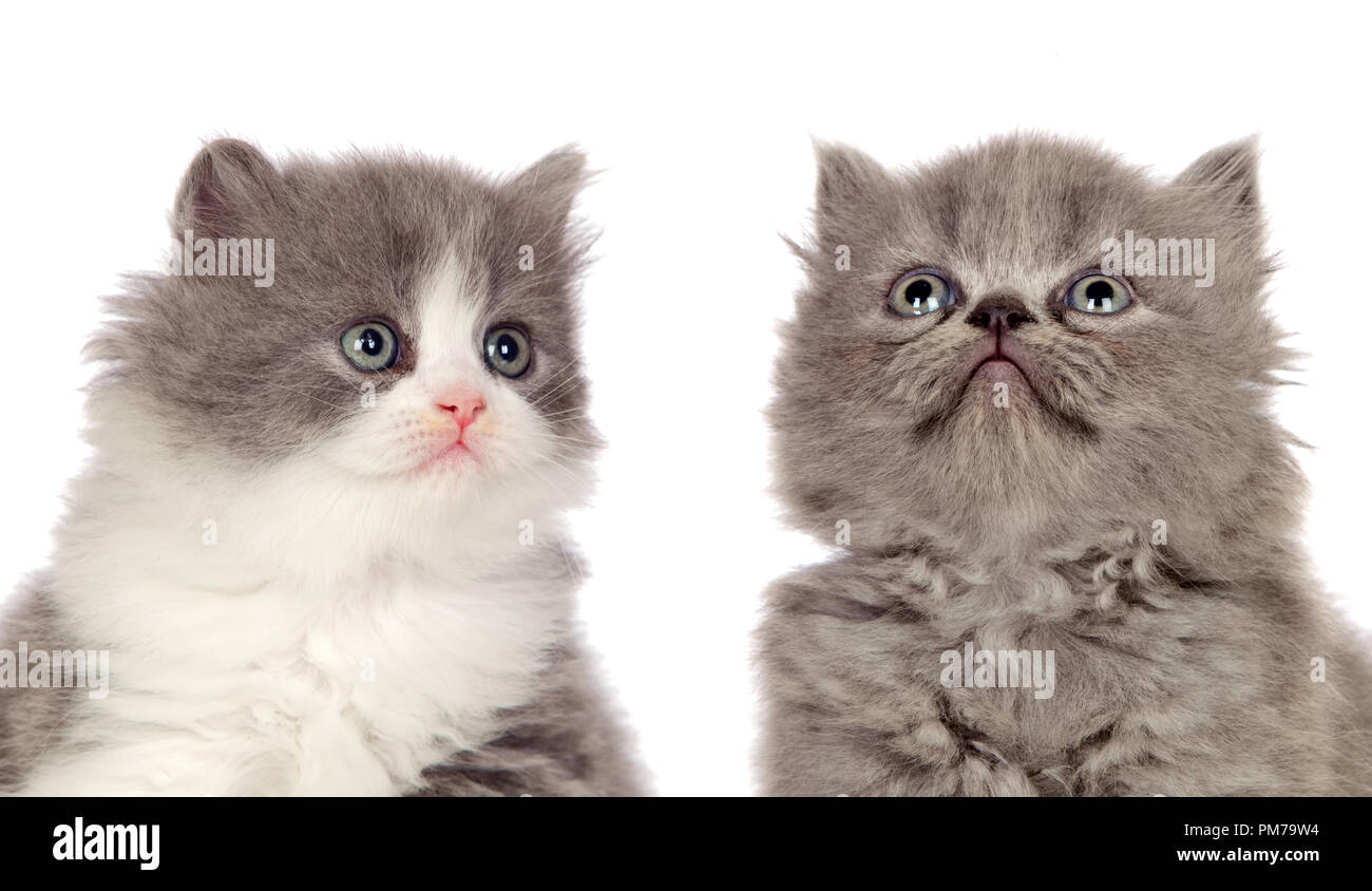 Beautiful grey cats isolated on a white backgroun Stock Photo Alamy