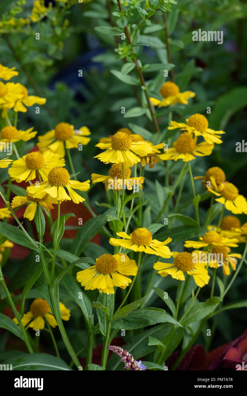 Helenium ‘Kanaria'. Sneezeweed flowers Stock Photo