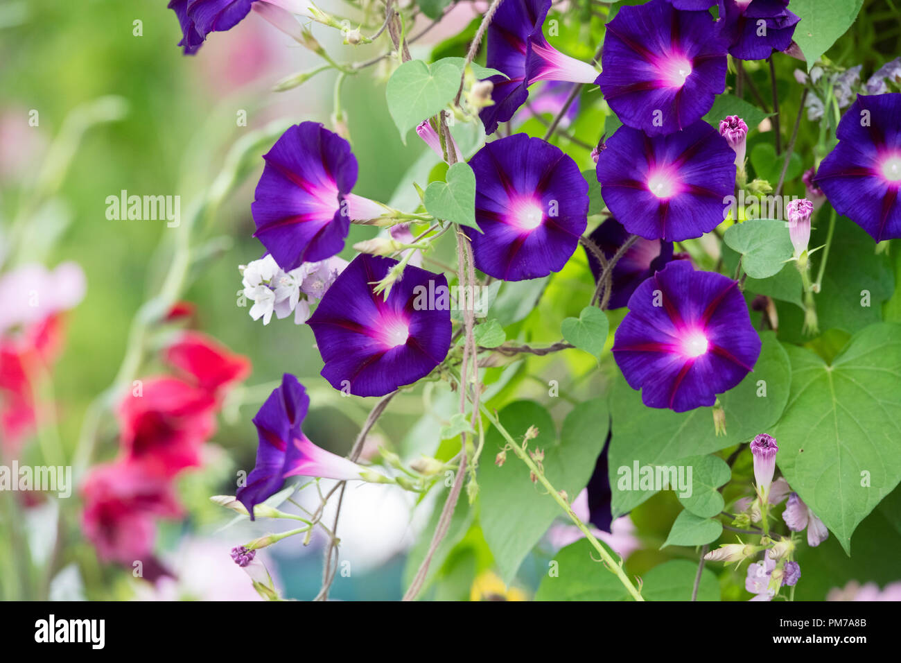 Ipomoea purpurea ‘star of yelta’. Morning Glory 'Star Of Yelta' flowers. Stock Photo