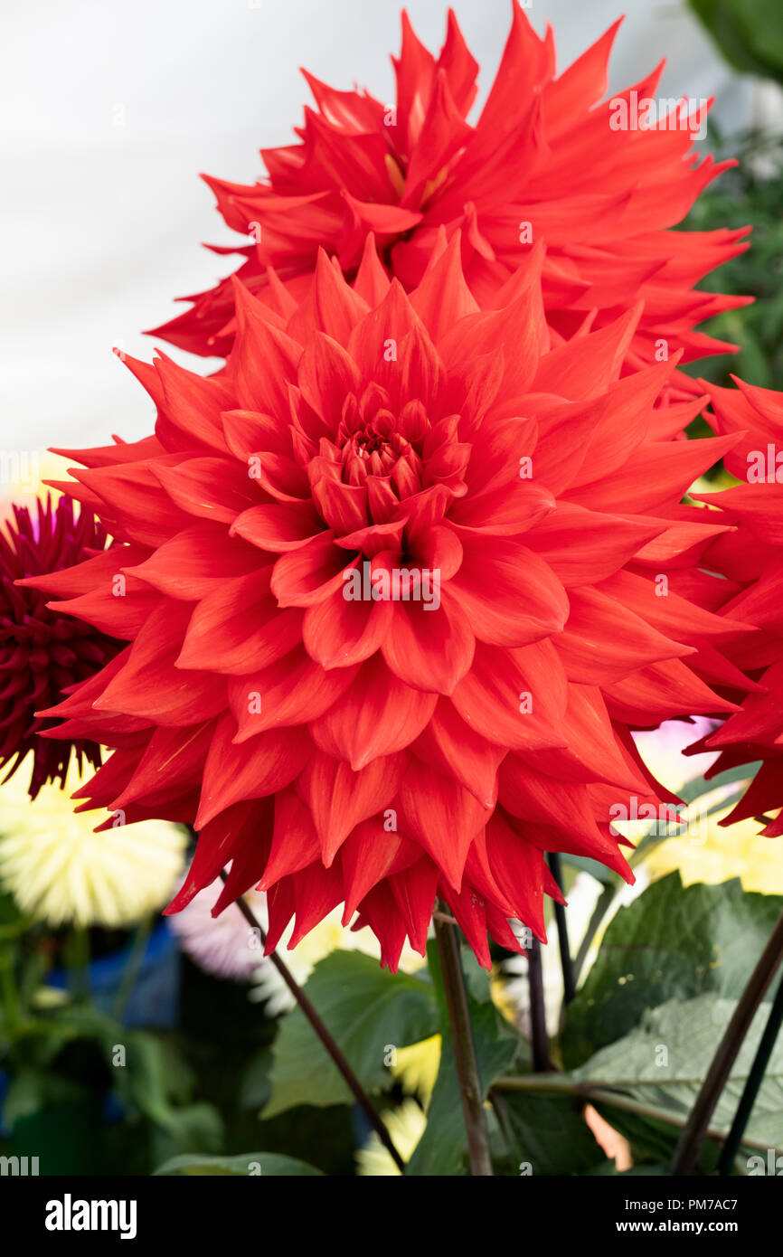 Red cactus dahlia at a flower show. UK Stock Photo