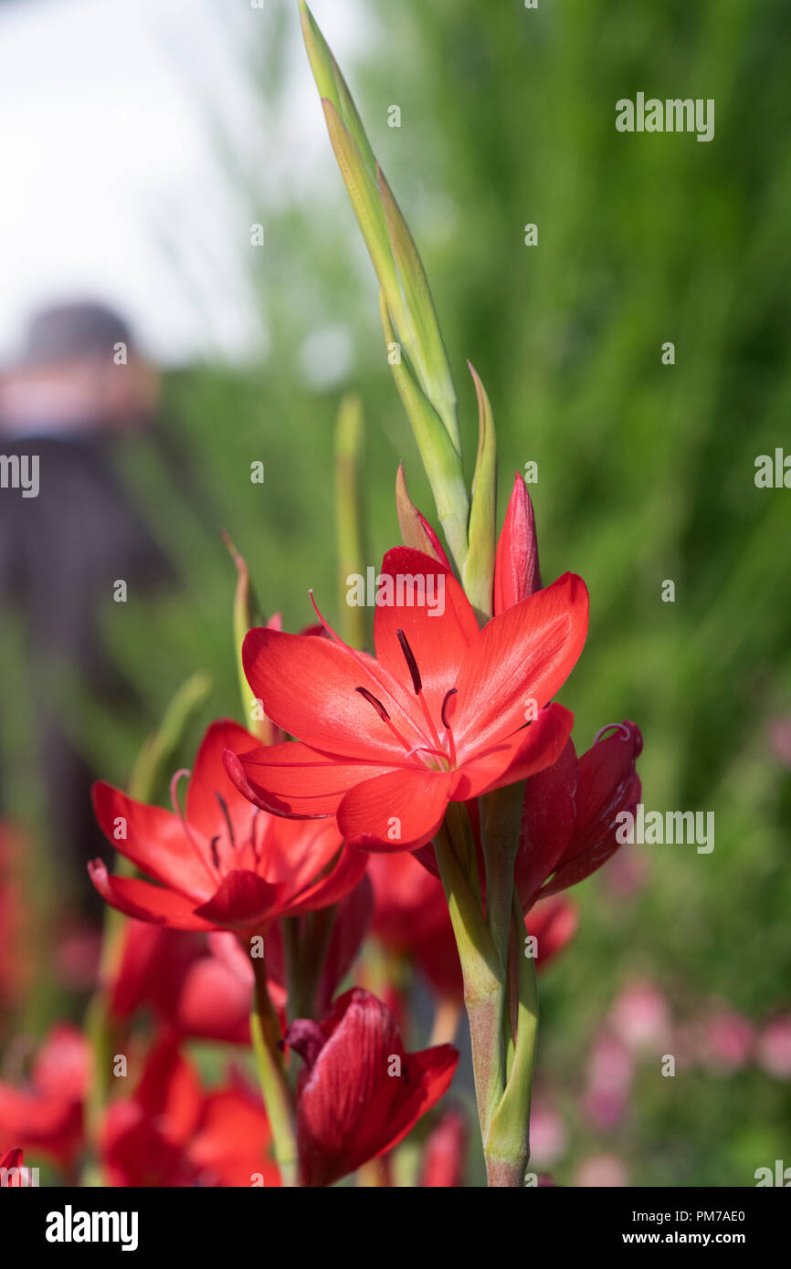 Hesperantha coccinea 'Major'. Schizostylis coccinea 'Major'. Crimson flag lily 'Major'. Kaffir lily 'Major' Stock Photo