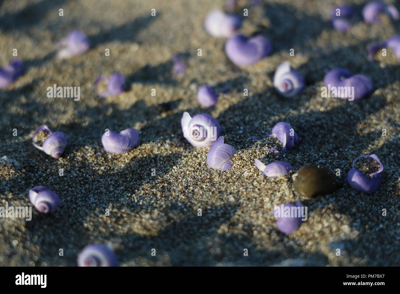 Purple mini Shell at East Cape - New Zealand Stock Photo