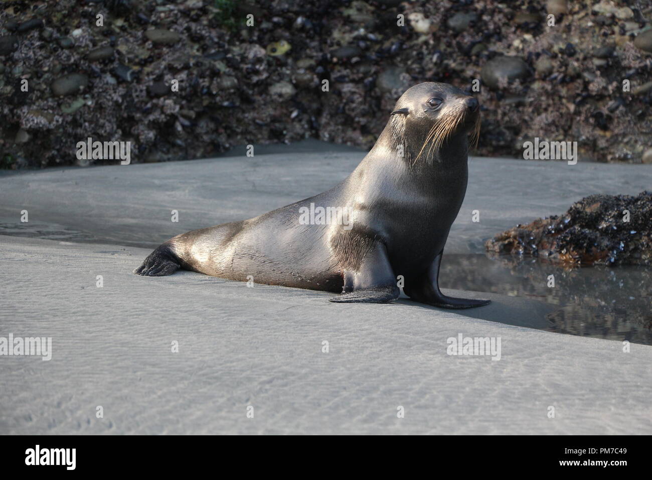 little seal Stock Photo