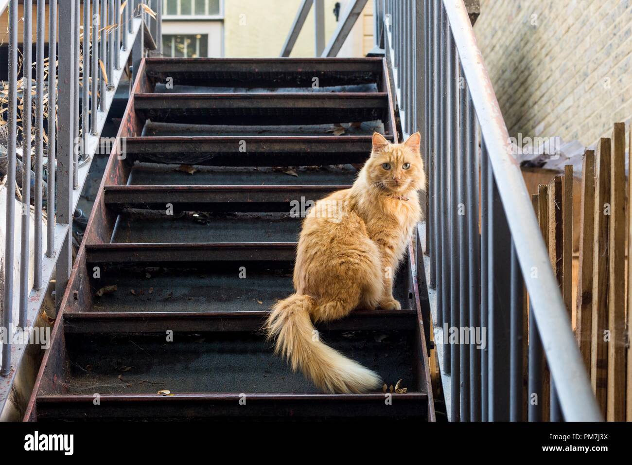 ginger cat looking on a fire escape Stock Photo