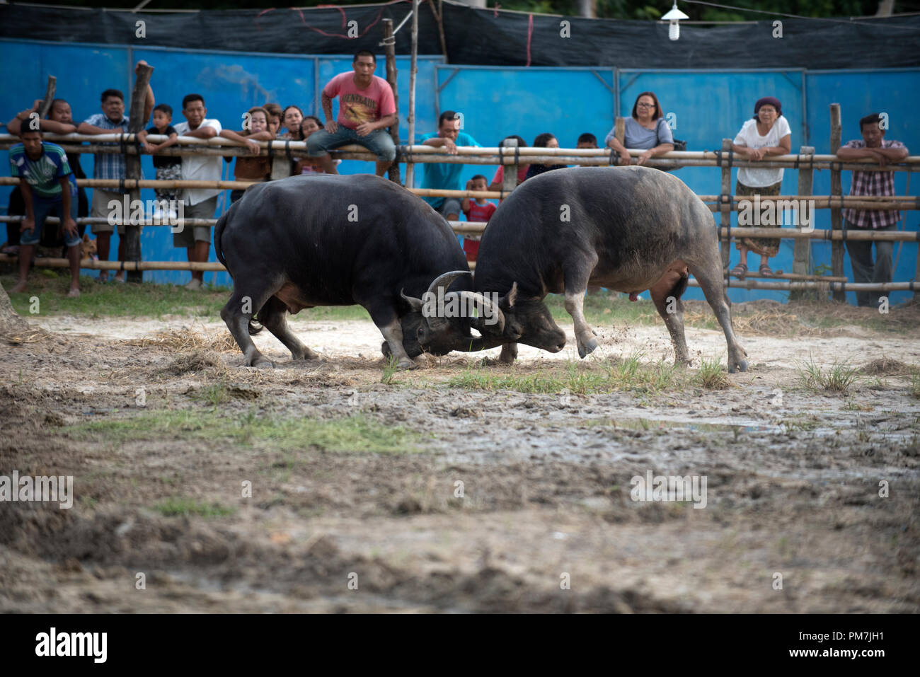 Thailand, fighting Buffalo (Bubalus bubalis), Fighting Stock Photo - Alamy