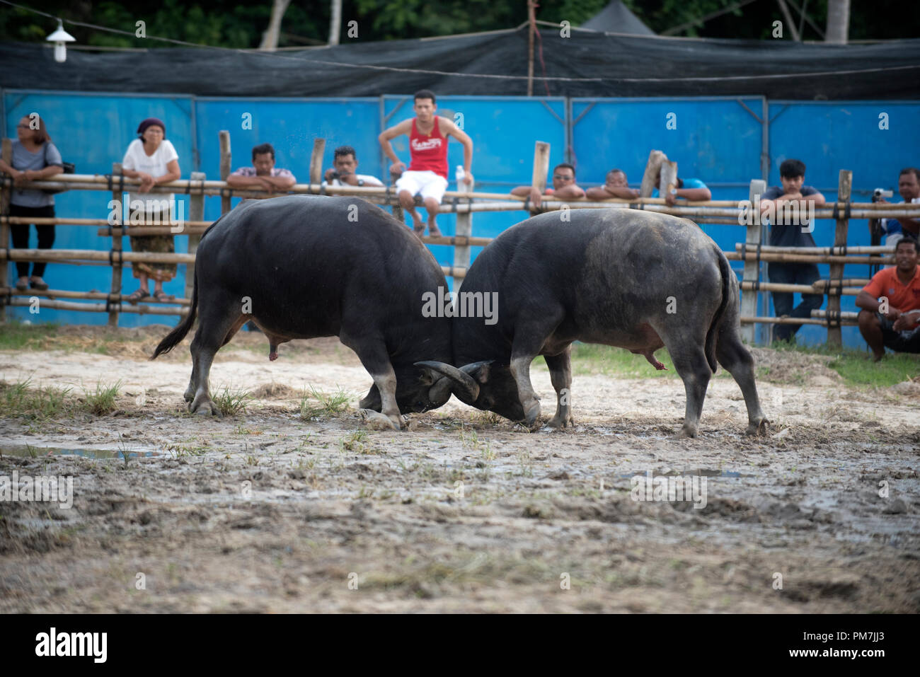 Thailand, fighting Buffalo (Bubalus bubalis), Fighting Stock Photo - Alamy