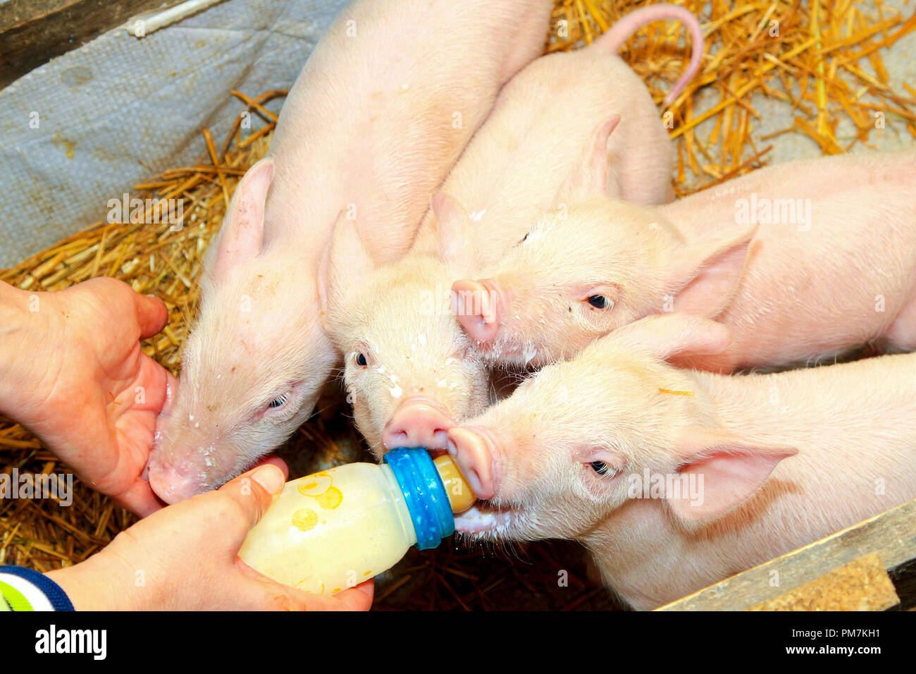 Four baby piglets feeding from milk bottle Stock Photo