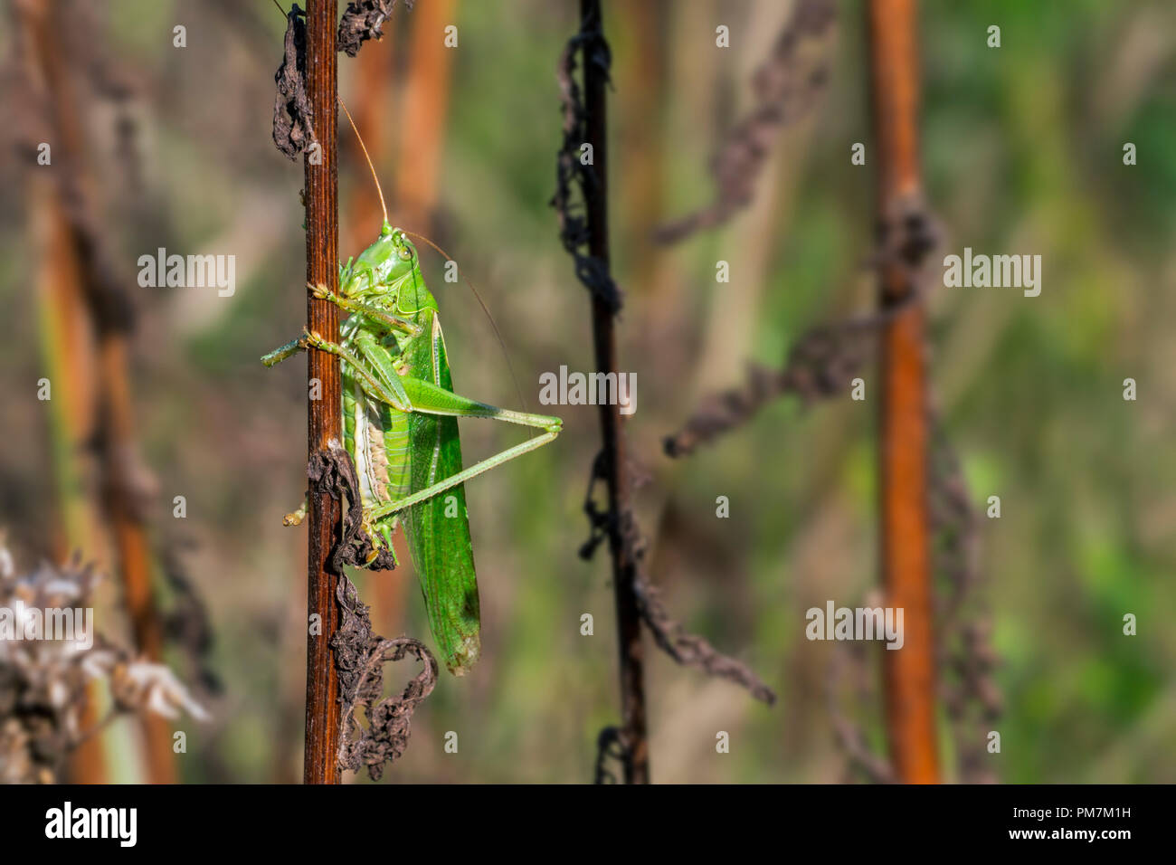 Great green bush-cricket (Tettigonia viridissima) male clinging on stalk in meadow Stock Photo
