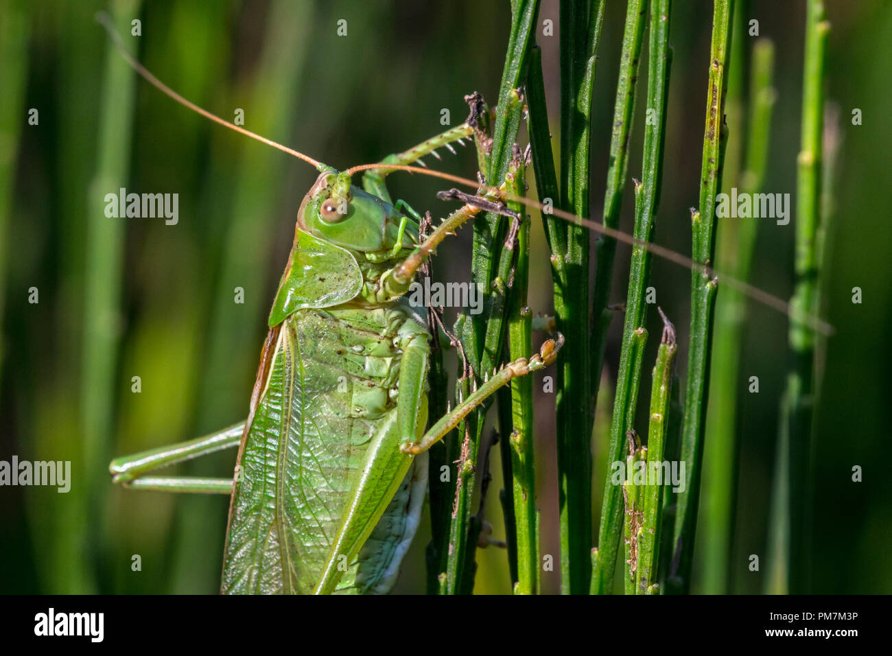 Great green bush-cricket (Tettigonia viridissima) male in common broom / Scotch broom Stock Photo