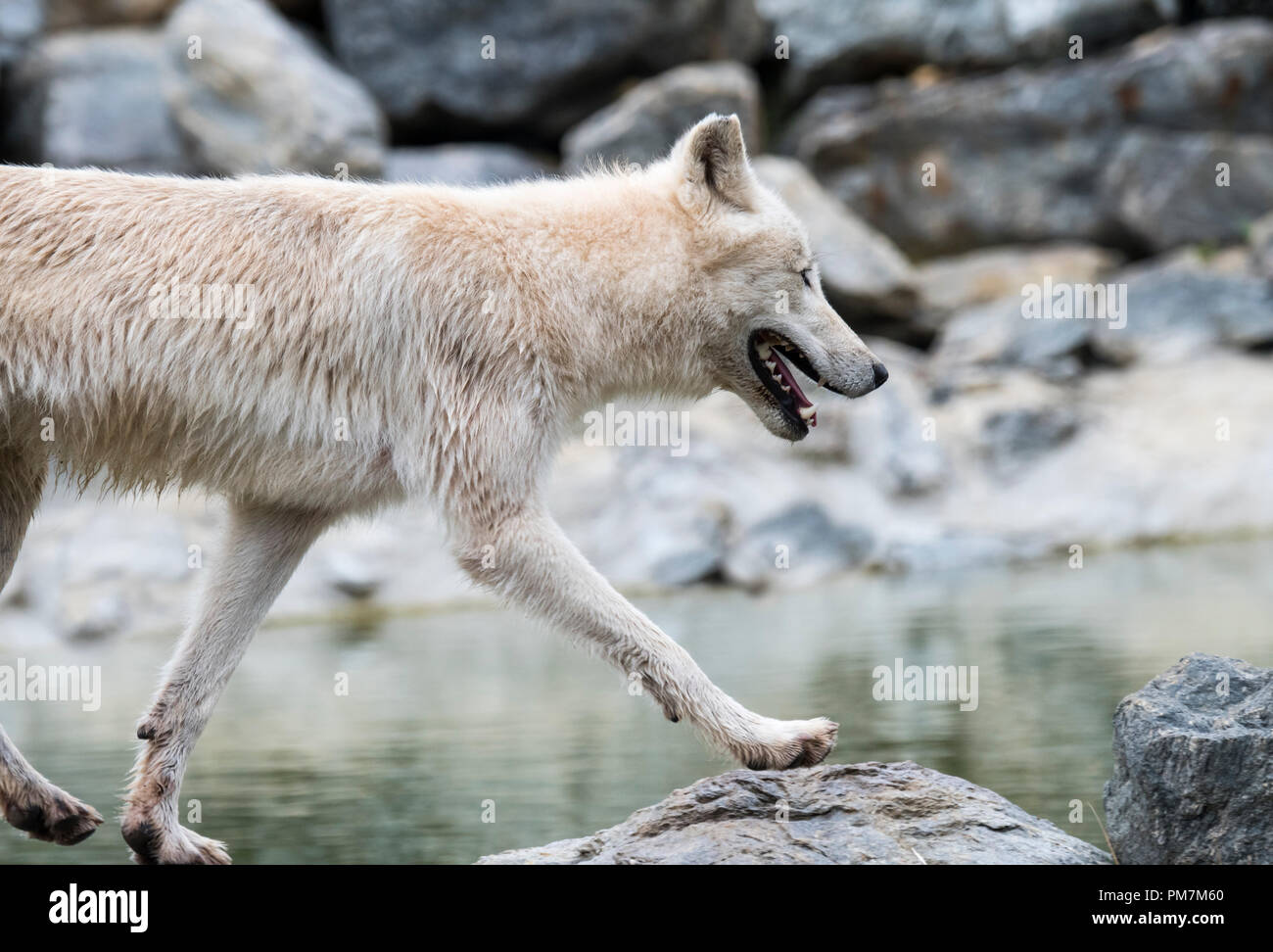 Lone Canadian Arctic wolf / white wolf / Polar wolf (Canis lupus arctos) native to Canada walking along stream Stock Photo