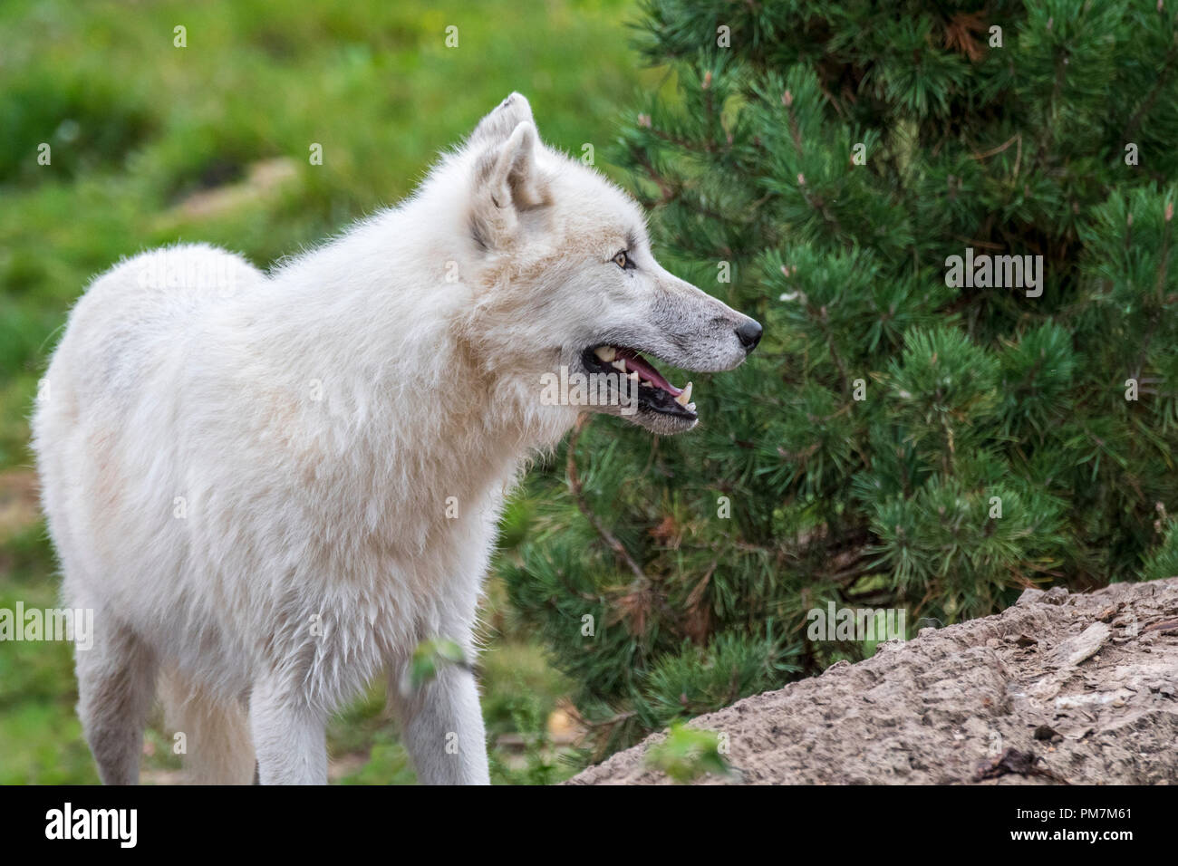 Close up portrait of Canadian Arctic wolf / white wolf / Polar wolf (Canis lupus arctos) native to Canada Stock Photo