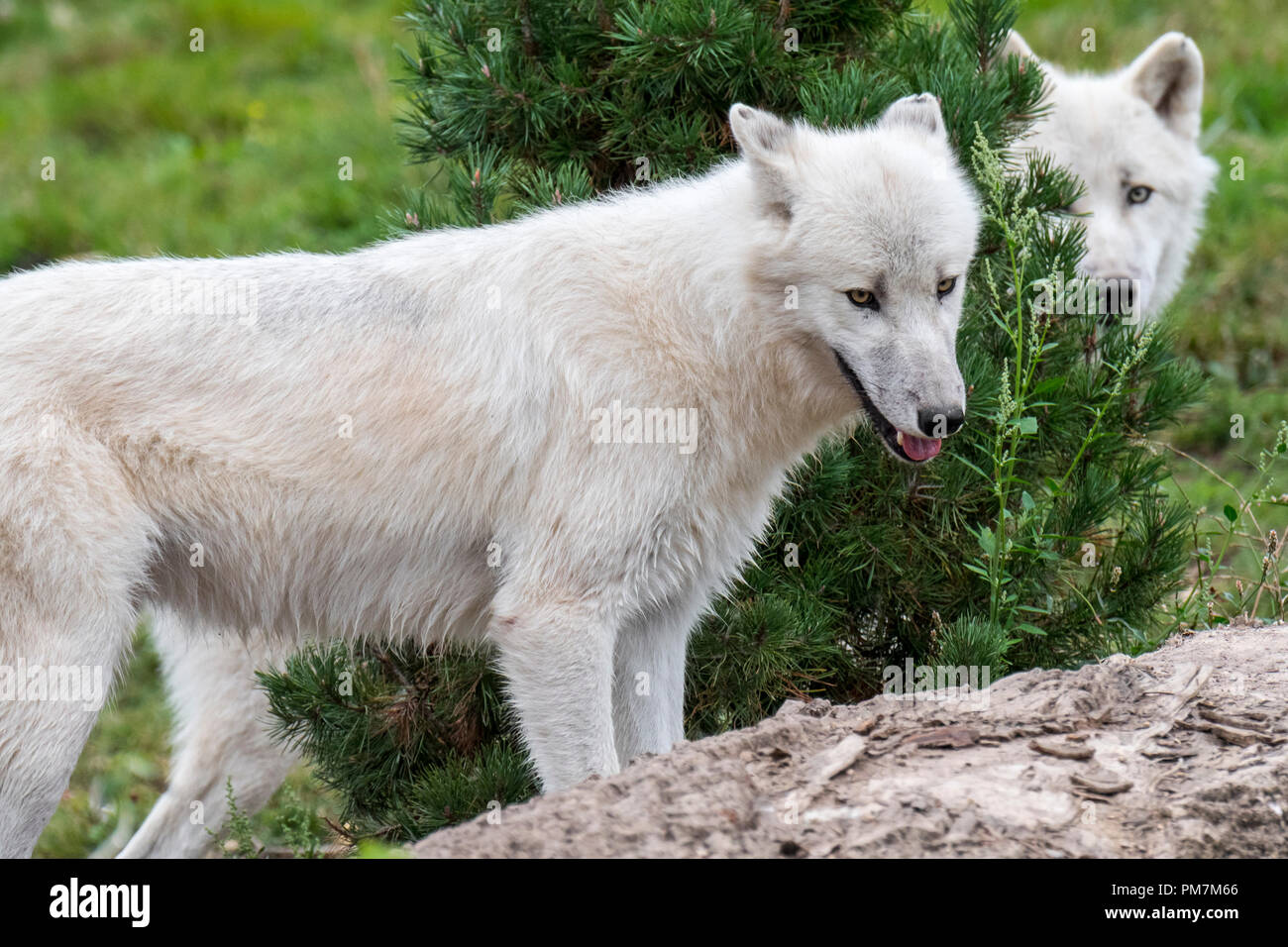 Two Canadian Arctic wolves / white wolves / Polar wolf (Canis lupus arctos) native to Canada Stock Photo