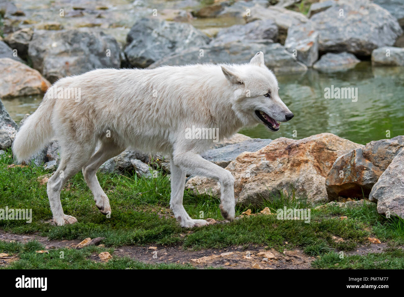 Lone Canadian Arctic wolf / white wolf / Polar wolf (Canis lupus arctos) native to Canada walking along stream Stock Photo