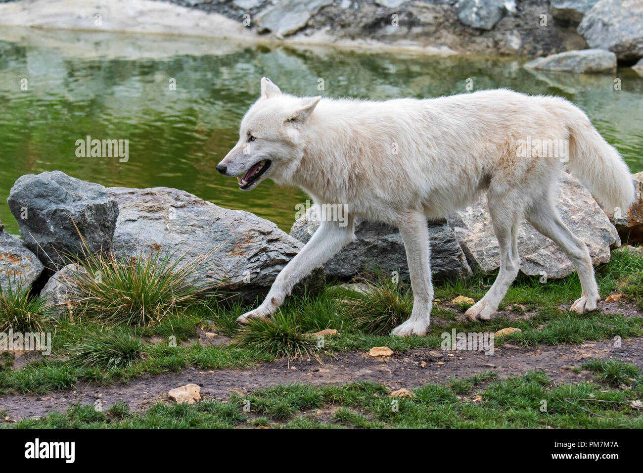Lone Canadian Arctic wolf / white wolf / Polar wolf (Canis lupus arctos) native to Canada walking along riverbank Stock Photo