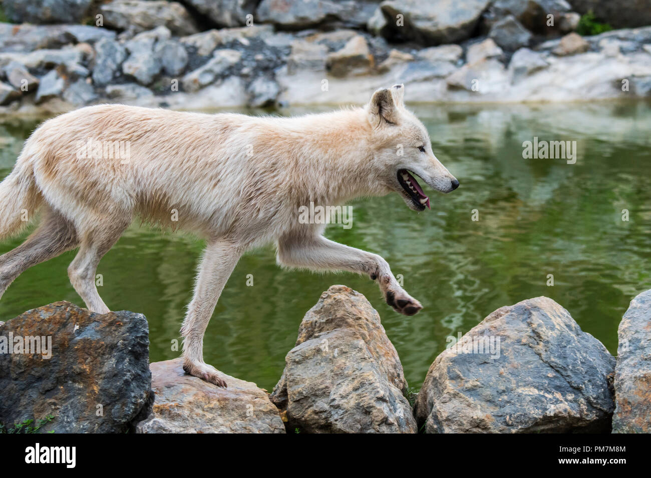 Lone Canadian Arctic wolf / white wolf / Polar wolf (Canis lupus arctos) native to Canada walking along river Stock Photo