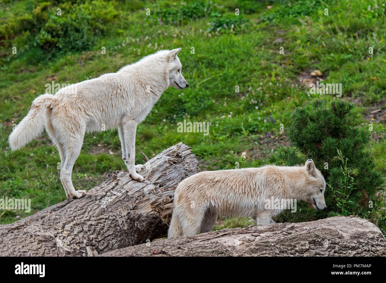 Two Canadian Arctic wolves / white wolves / Polar wolf (Canis lupus arctos) native to Canada Stock Photo