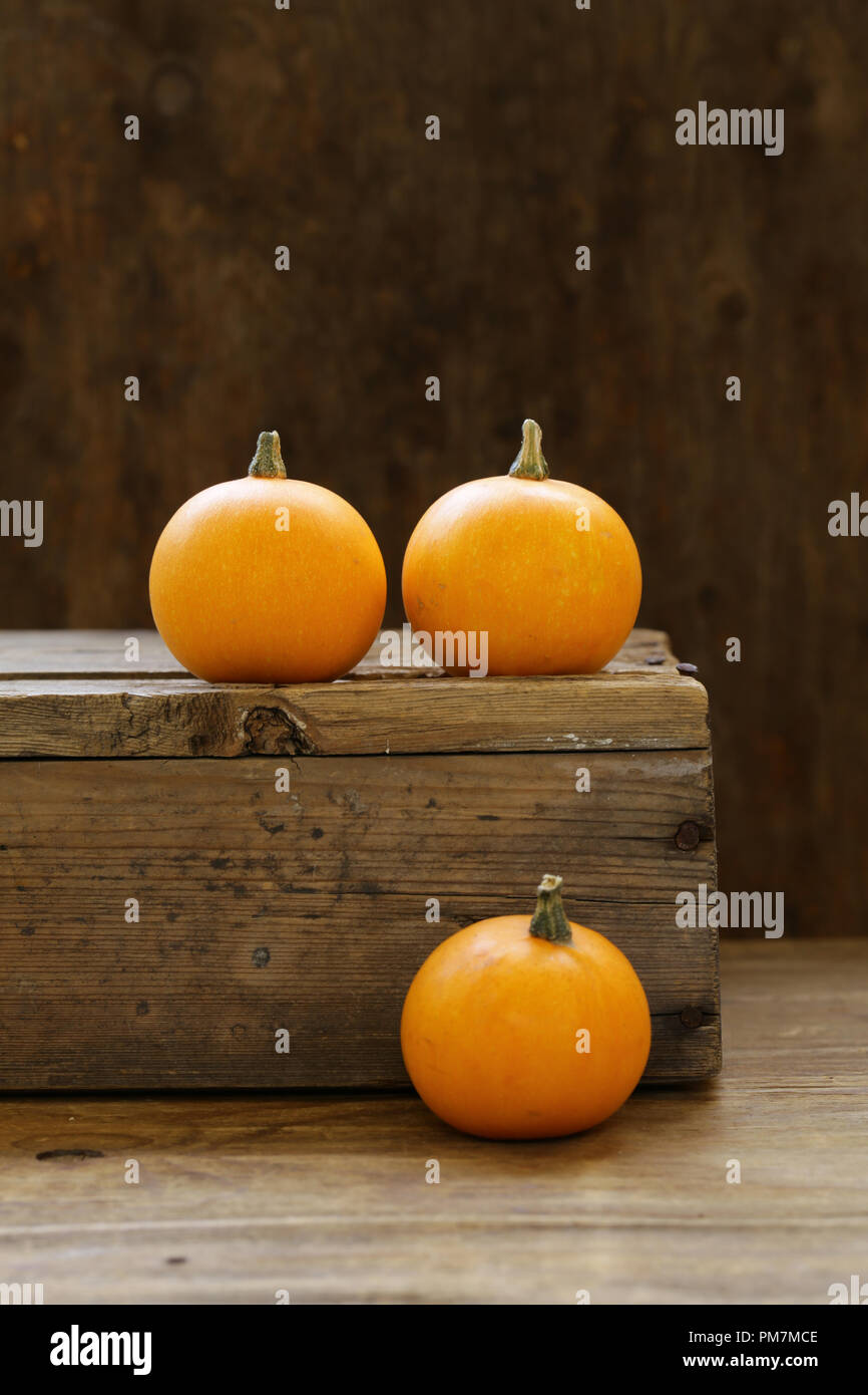 autumn still life with small orange pumpkins Stock Photo - Alamy