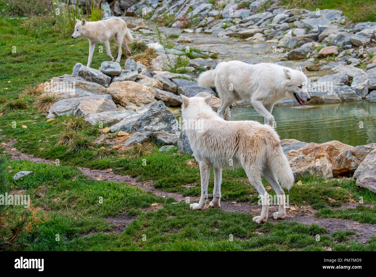 Three Arctic wolves / white wolves / Polar wolf (Canis lupus arctos) wolf pack, native to Canada, hunting along riverbank Stock Photo