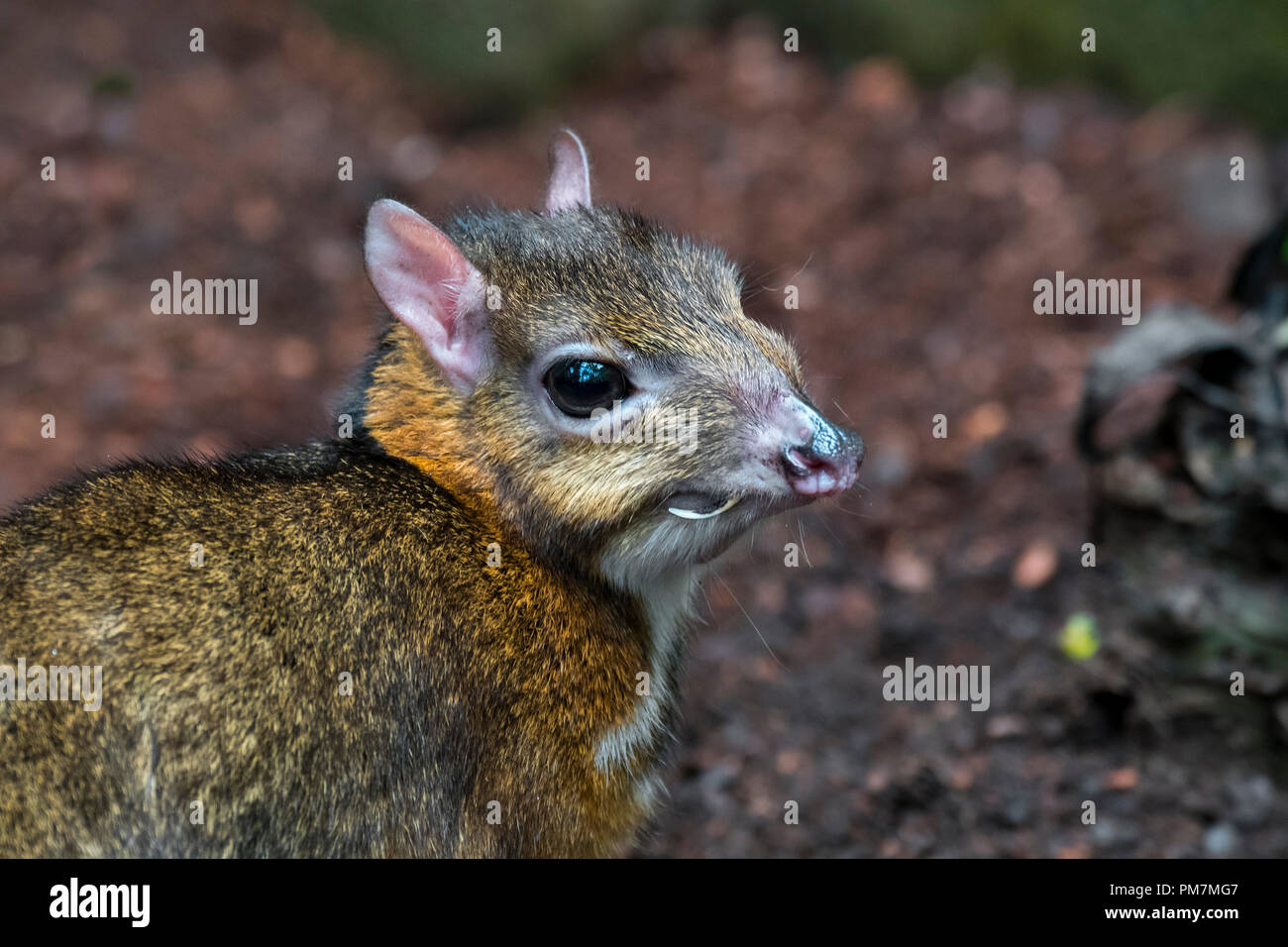 Lesser mouse-deer / kanchil / lesser Malay chevrotain (Tragulus kanchil) smallest hoofed mammal showing elongated canine teeth, Southeast Asia Stock Photo