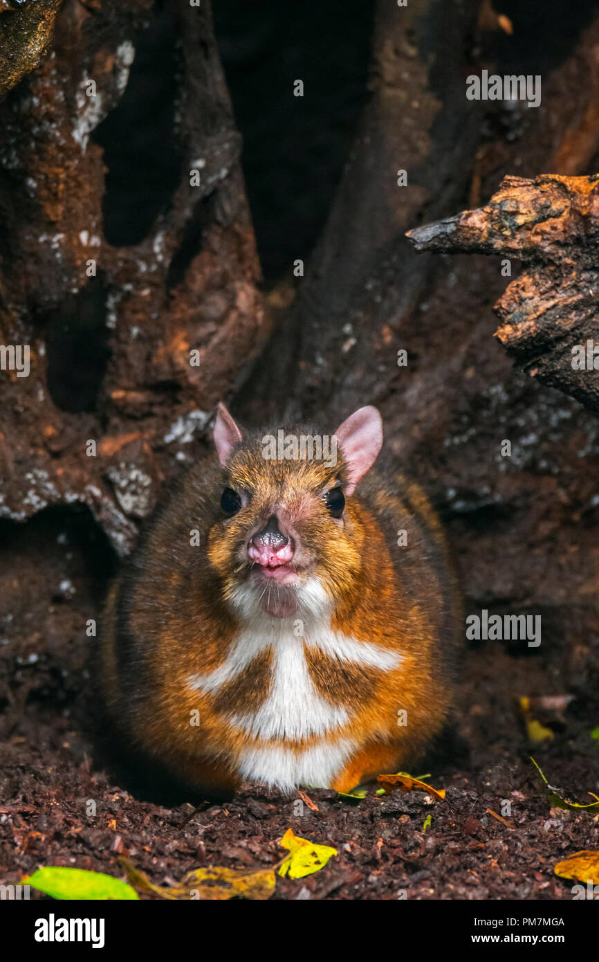Lesser mouse-deer / kanchil / lesser Malay chevrotain (Tragulus kanchil) smallest hoofed mammal native to Southeast Asia Stock Photo