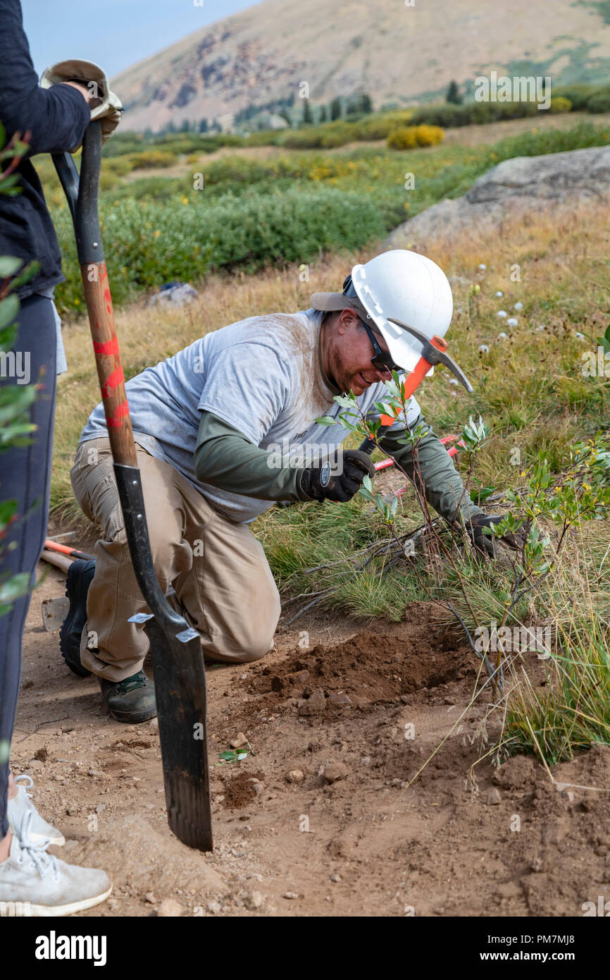 Georgetown, Colorado - Volunteers maintain the Mt. Bierstadt Trail in the Mt. Evans Wilderness Area. They are planting bushes at the edge of the trail Stock Photo