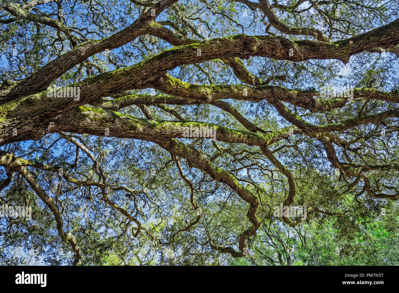 Huge live oak tree spreads its branches above the landscape. Stock Photo