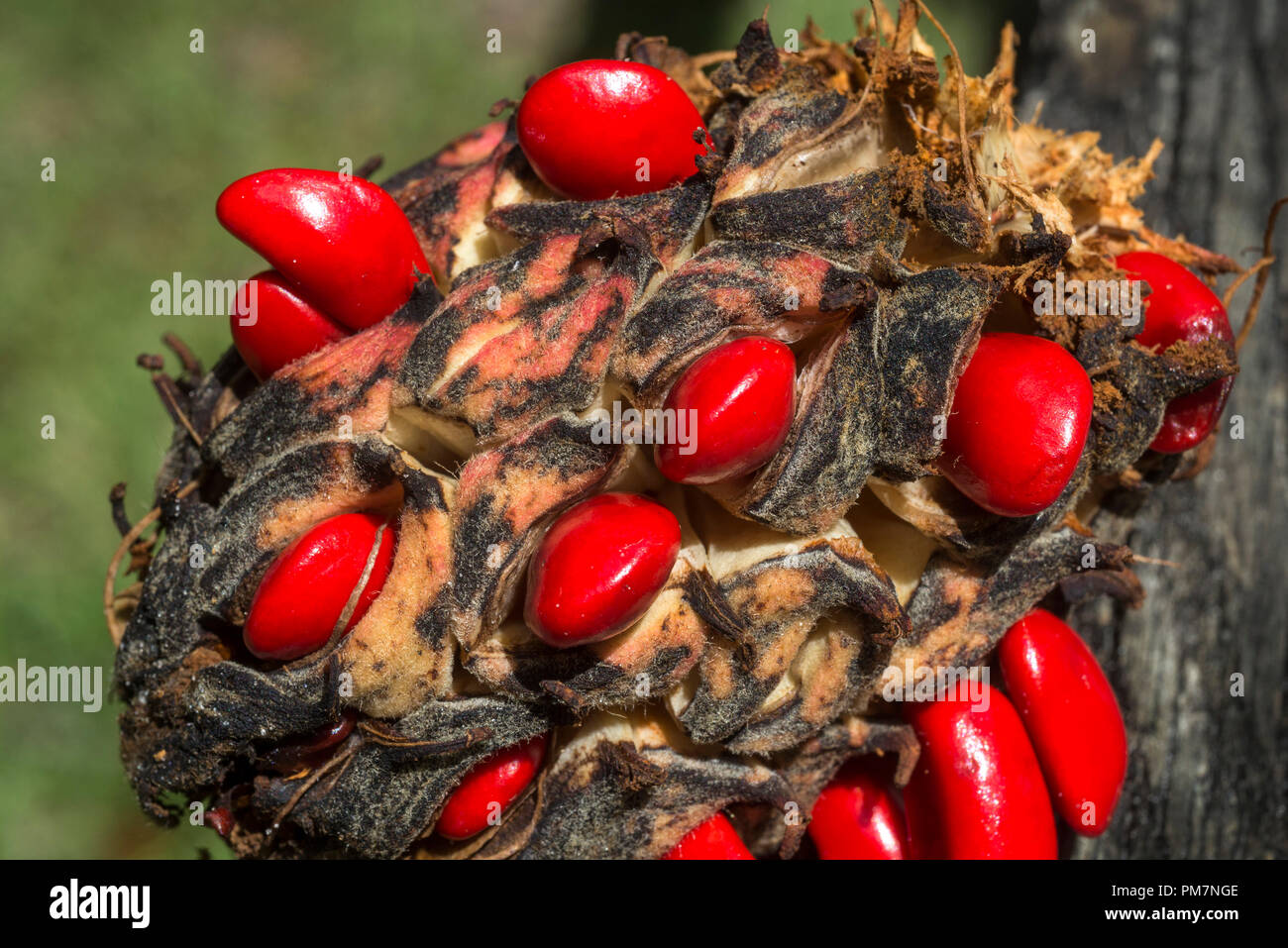 Magnolia Grandiflora or Southern Magnolia seed pod with large bright red, ripe seeds.. Stock Photo