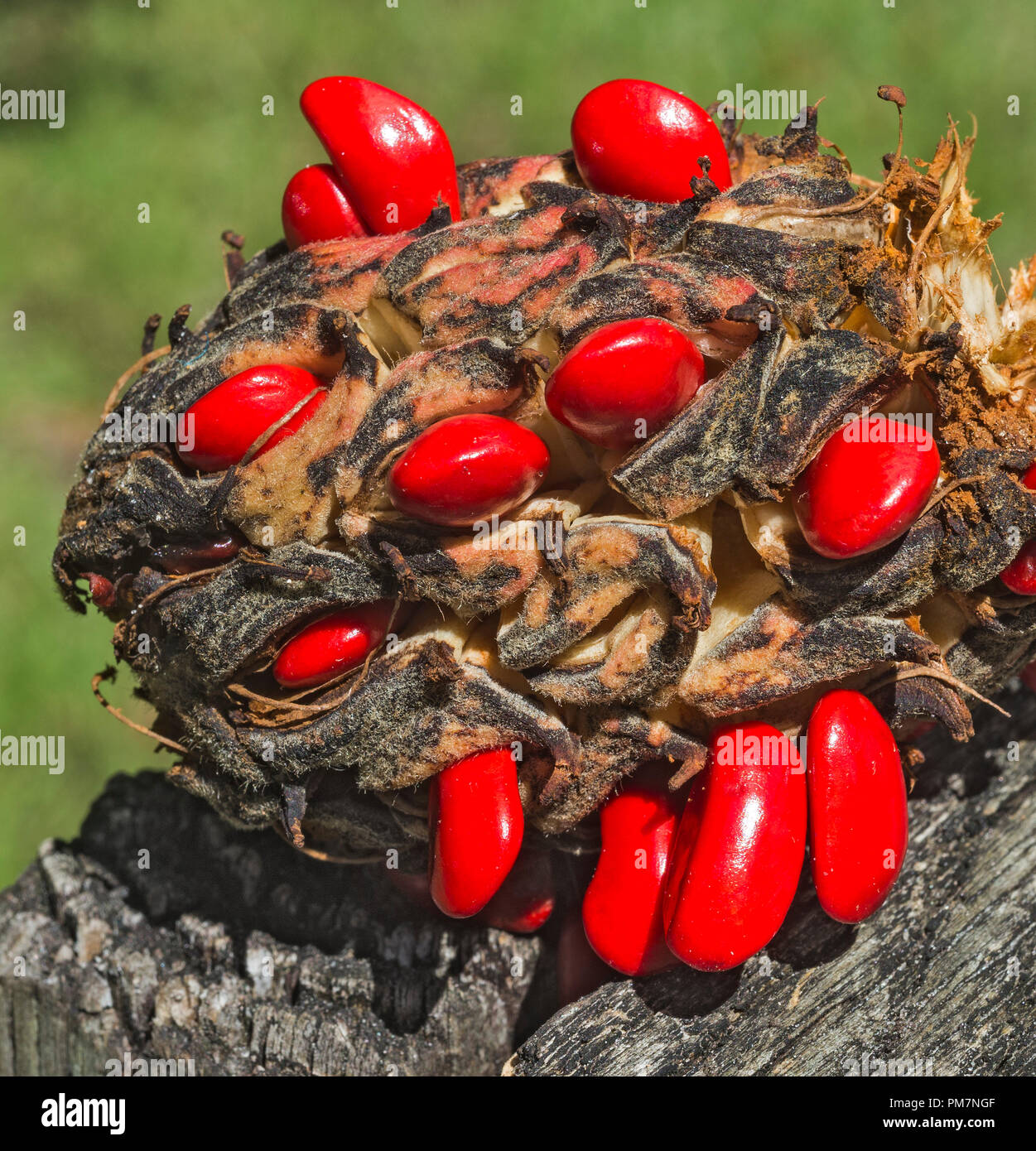 Magnolia Grandiflora or Southern Magnolia seed pod with large bright red, ripe seeds.. Stock Photo