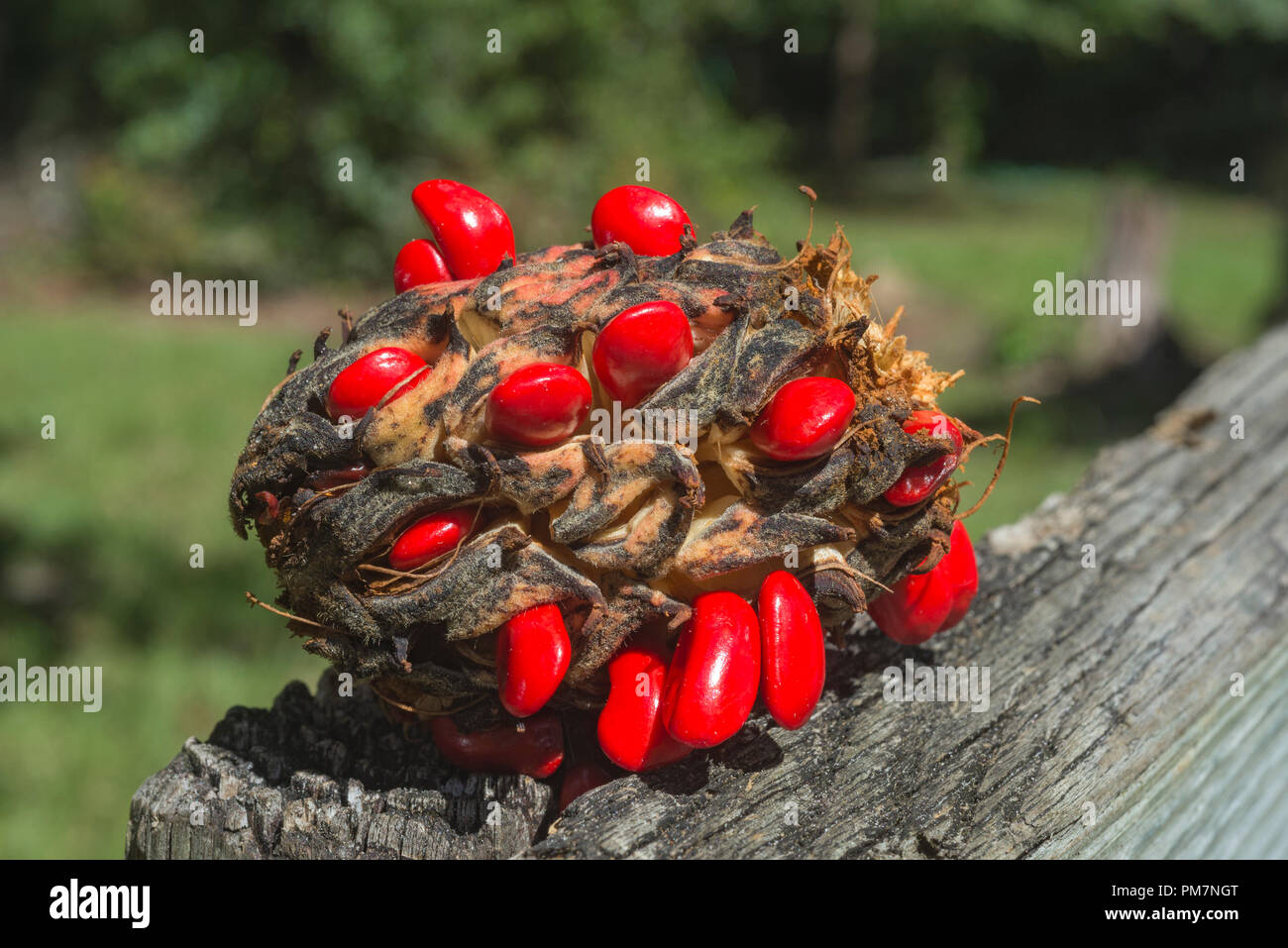 Magnolia Grandiflora or Southern Magnolia seed pod with large bright red, ripe seeds.. Stock Photo