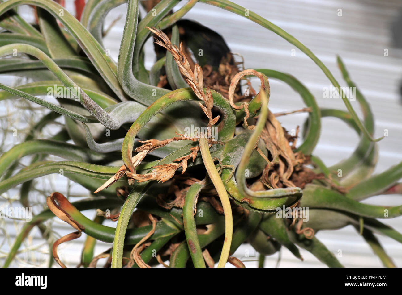 The bromeliads, also called pineapple plants, are a plant family in the order of the sweet grass Stock Photo